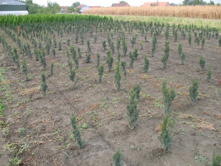 Taxus media Hiksi